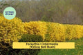 Golden Forsythia – Forsythia × intermedia – 18–24" Tall Bare Root Live Yellow Bell Bush, Early Spring Flowering Shrub