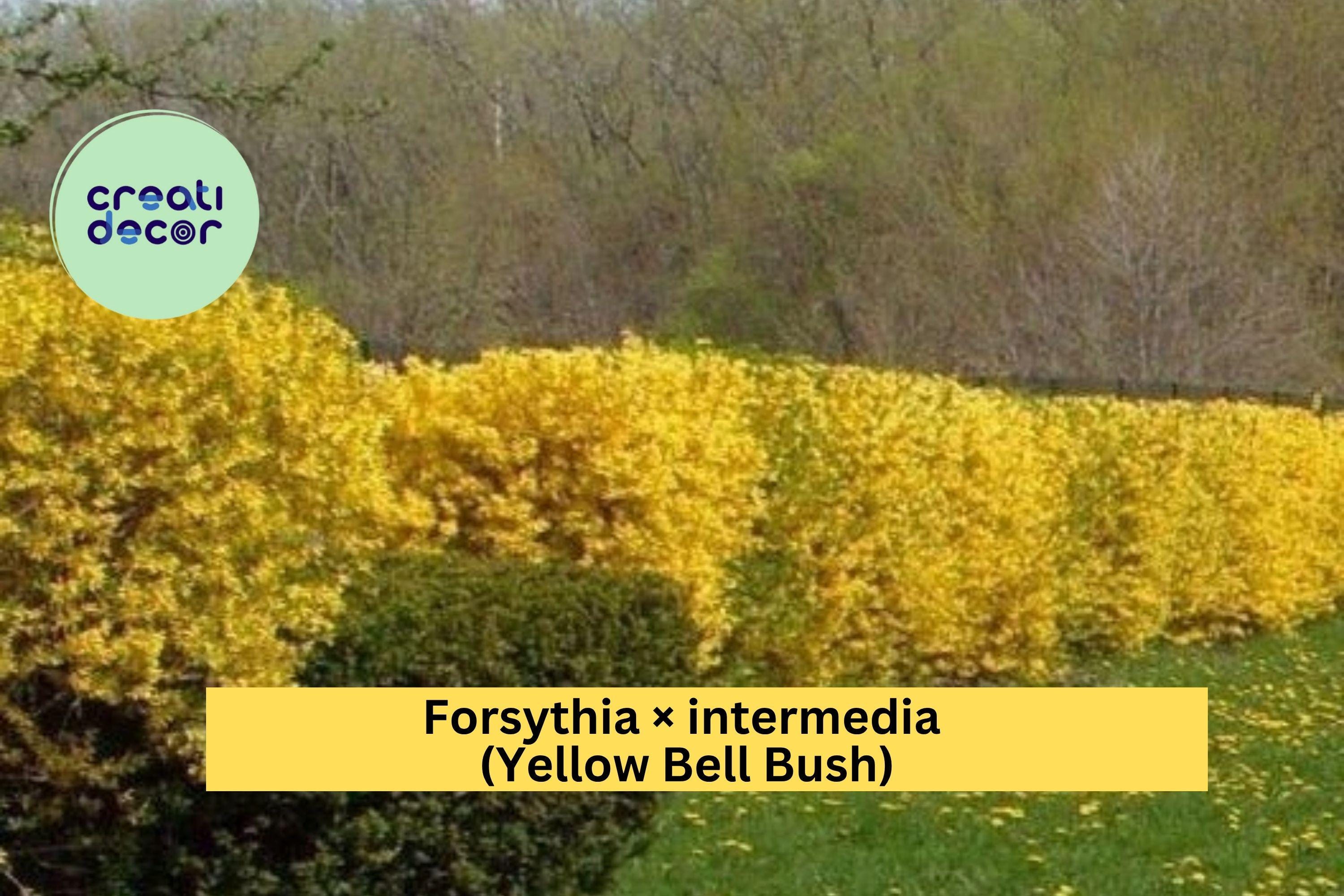 Golden Forsythia – Forsythia × intermedia – 18–24" Tall Bare Root Live Yellow Bell Bush, Early Spring Flowering Shrub