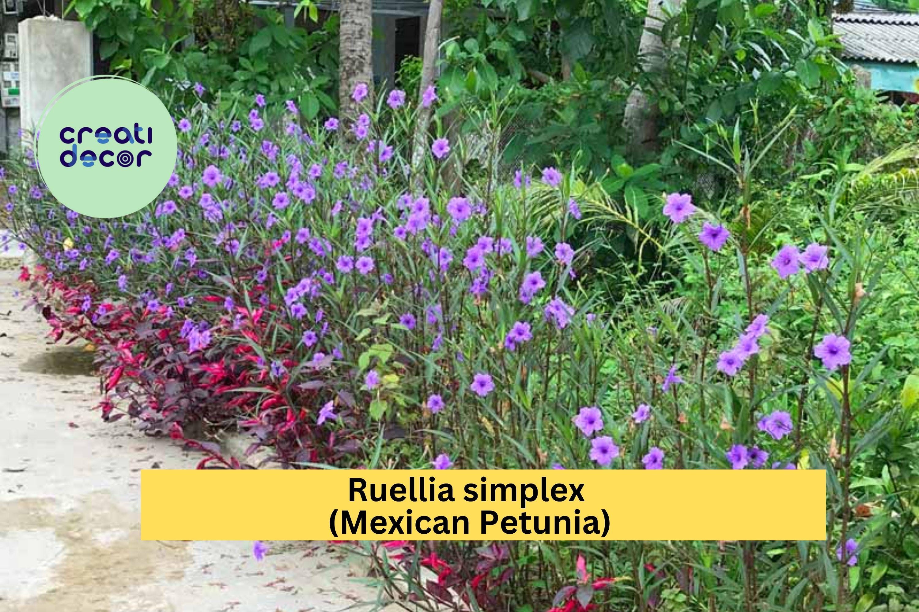 Mexican Petunia Roots – Ruellia simplex – 6 Flowering Rhizome Cuttings, Hardy Perennial for Garden Borders and Butterfly Habitat