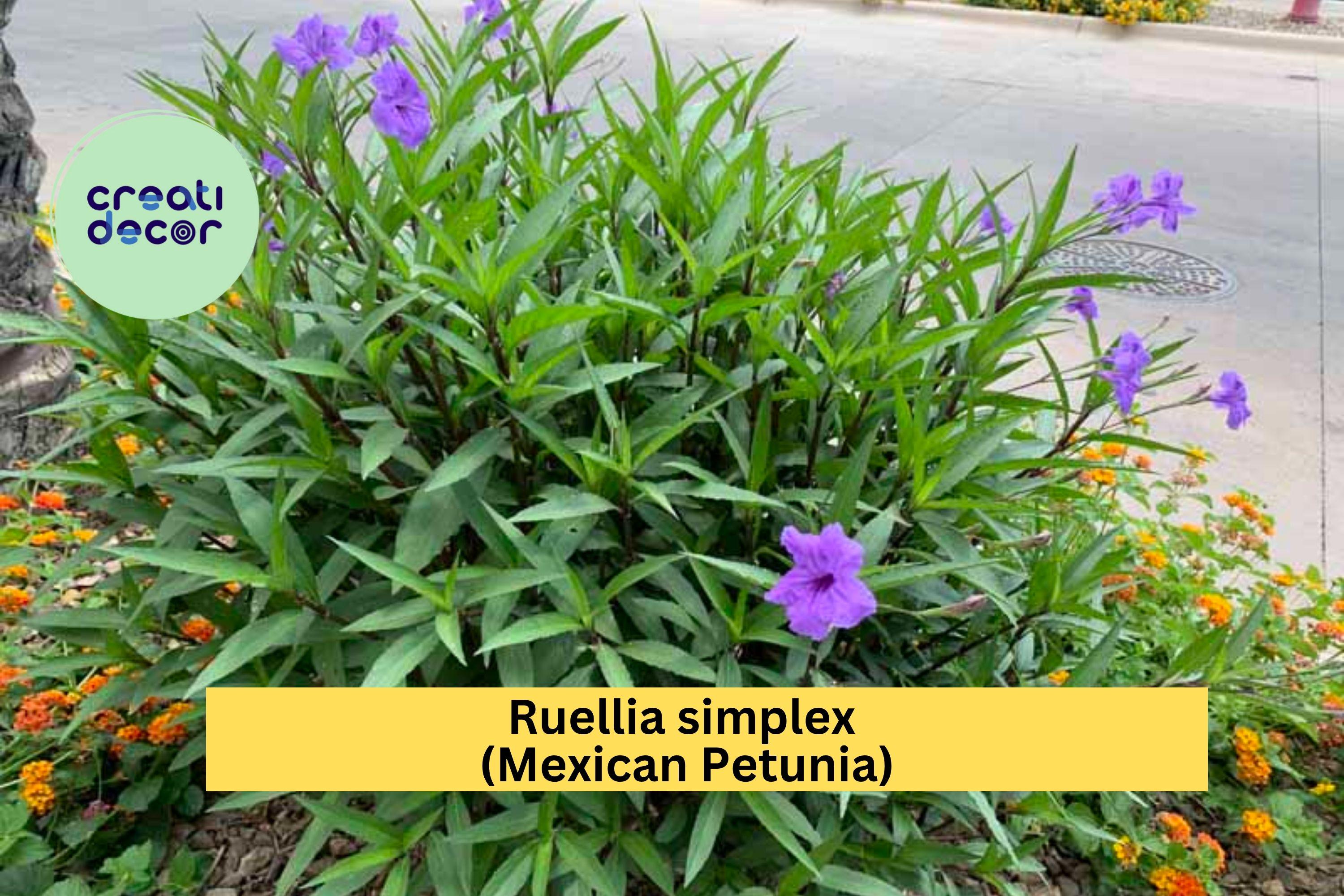 Mexican Petunia Roots – Ruellia simplex – 6 Flowering Rhizome Cuttings, Hardy Perennial for Garden Borders and Butterfly Habitat