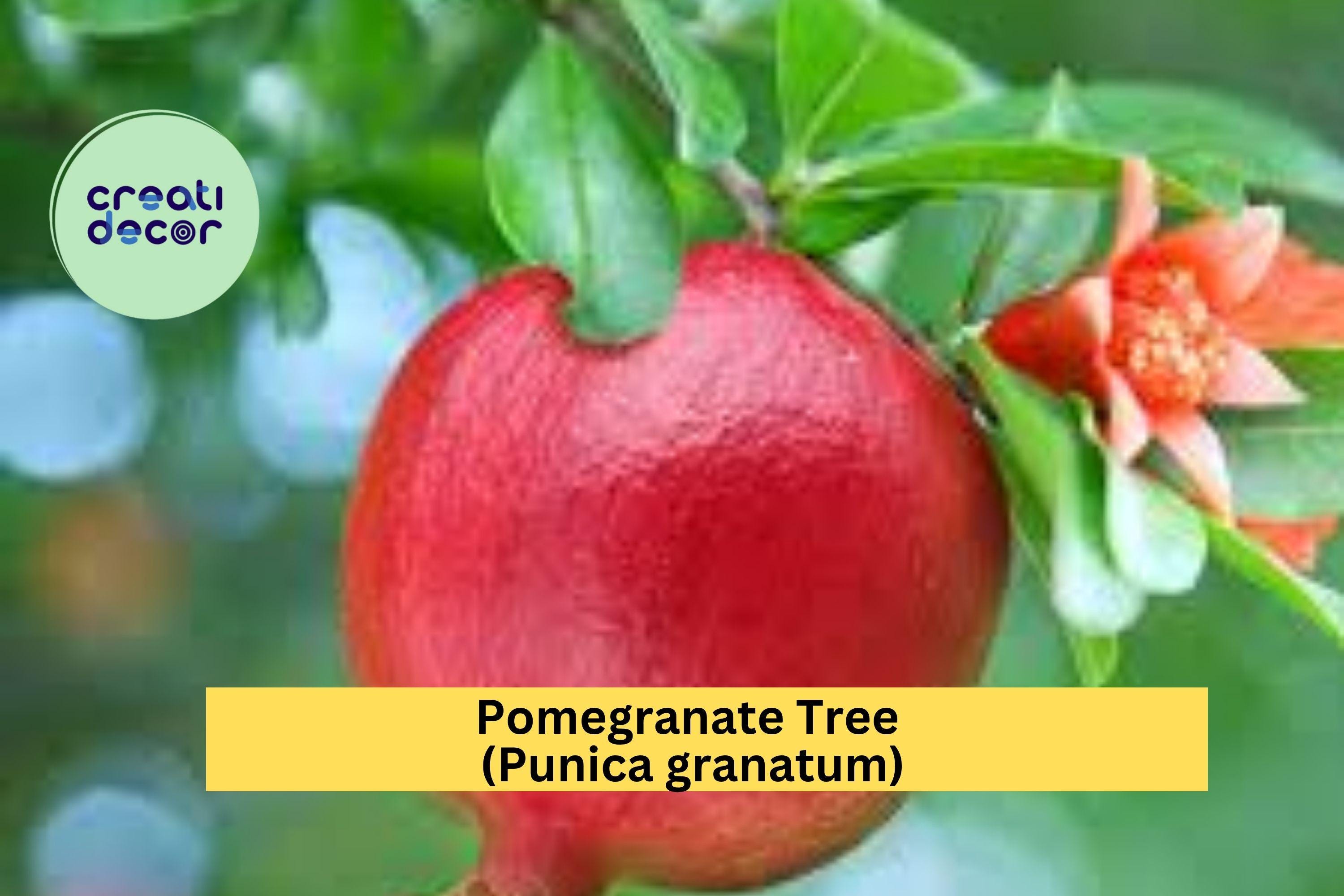 Pomegranate Tree – Punica granatum – Live Strong Rooted Plant for Patio or Garden, Hardy Fruiting Shrub with Bright Blooms