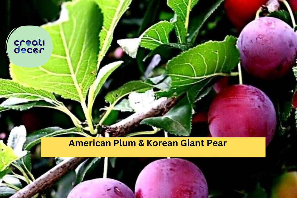 American Plum & Korean Giant Pear – 10 Fresh Cuttings (5 Each) for Grafting or Rooting – Hardy Fruit Tree Scions, Non-GMO