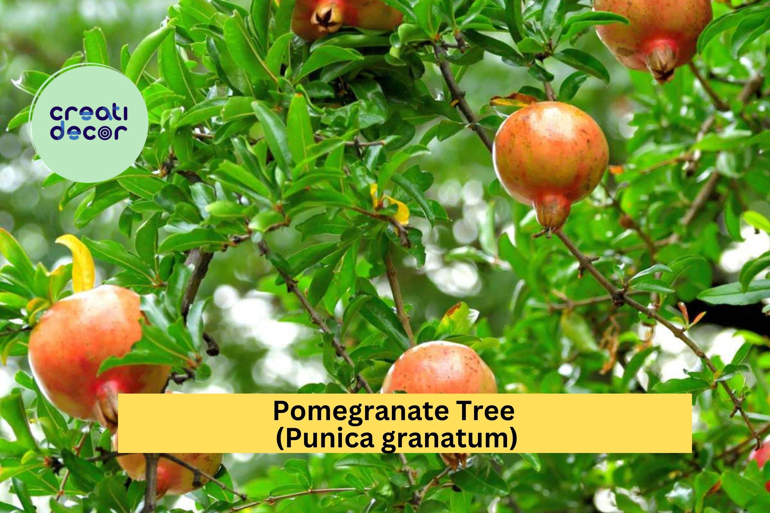 Pomegranate Tree – Punica granatum – Live Strong Rooted Plant for Patio or Garden, Hardy Fruiting Shrub with Bright Blooms