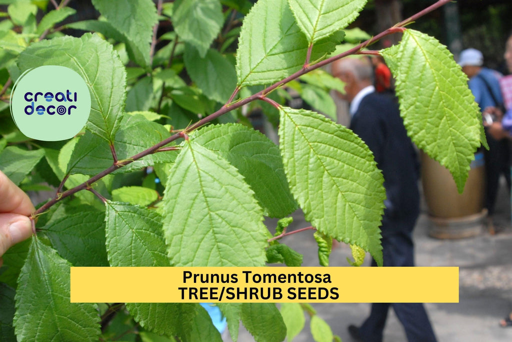 10seeds Prunus tomentosa – Nanking Cherry Shrub Seeds for Edible Hedges, Flowering Borders, or Wildlife Gardens Seeds for Planting