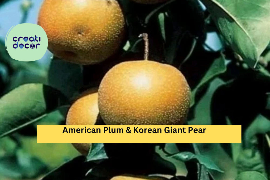 American Plum & Korean Giant Pear – 10 Fresh Cuttings (5 Each) for Grafting or Rooting – Hardy Fruit Tree Scions, Non-GMO