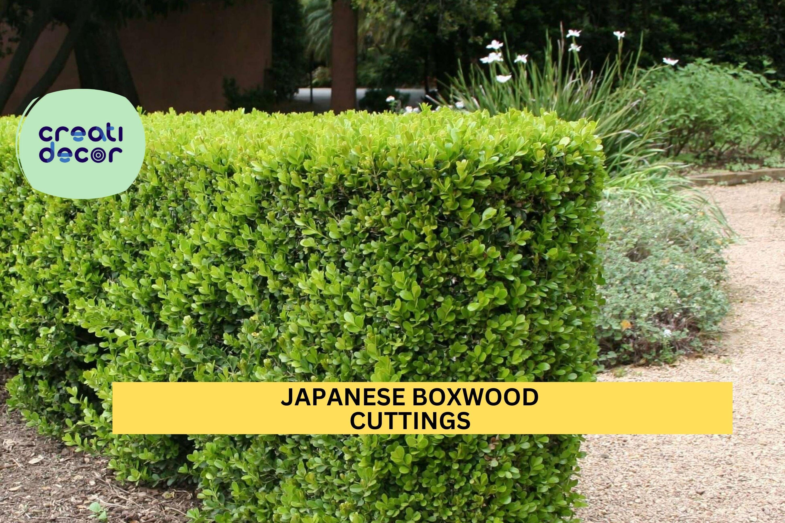 12 Japanese Boxwood Cuttings | Unrooted Buxus Microphylla Stems | Shrub Hedge Starter | Evergreen Privacy Plant
