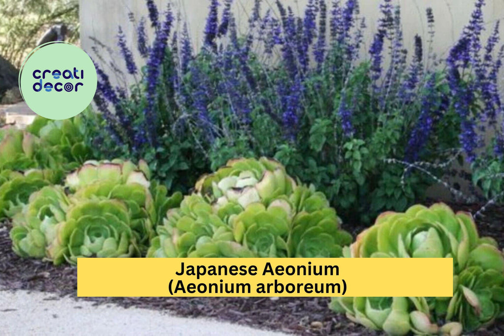 Aeonium arboreum Cutting – Rare Japanese Green Succulent – Unrooted Live Cactus-Like Plant for Indoor or Outdoor Container Decor