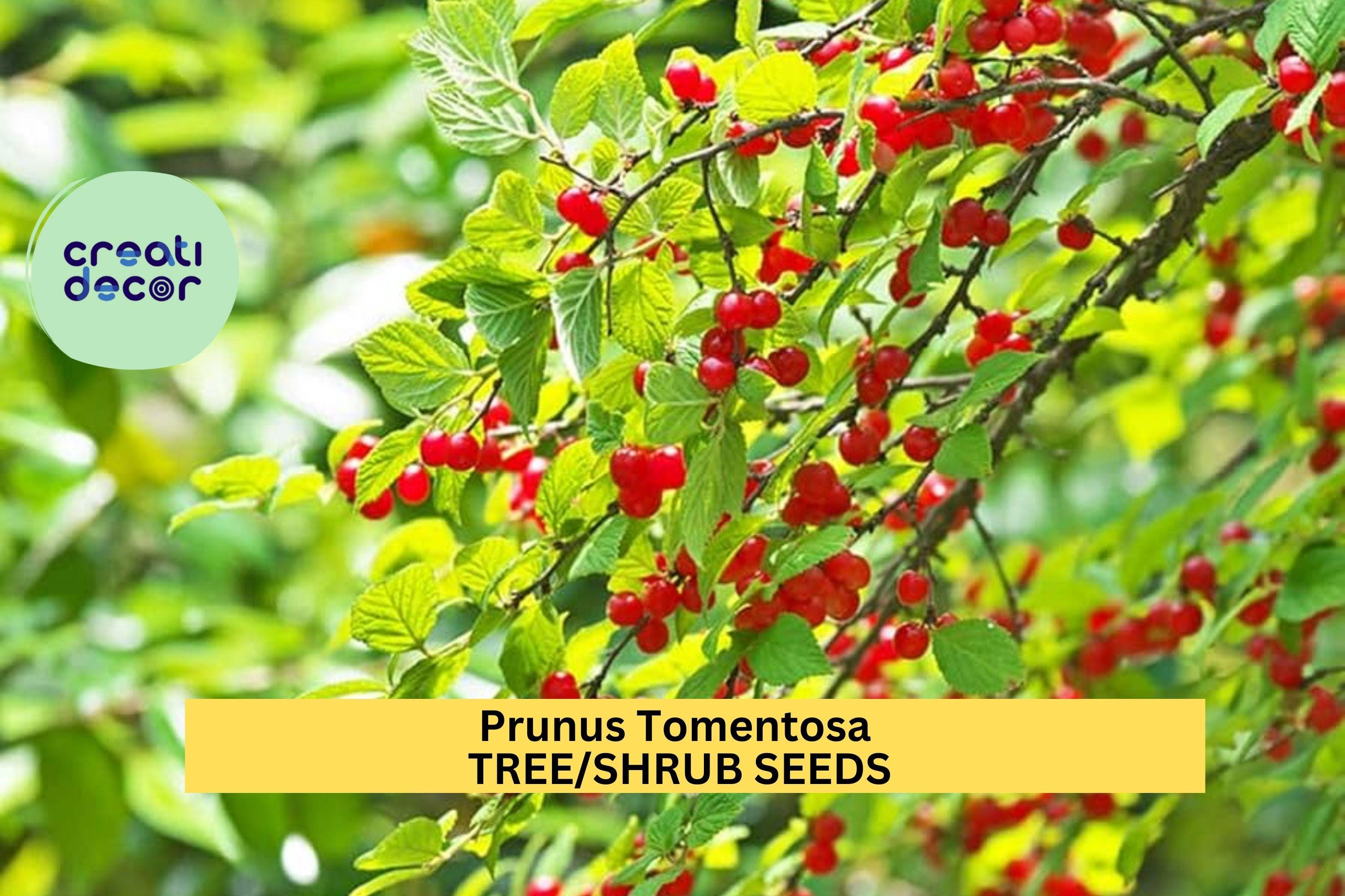 10seeds Prunus tomentosa – Nanking Cherry Shrub Seeds for Edible Hedges, Flowering Borders, or Wildlife Gardens Seeds for Planting