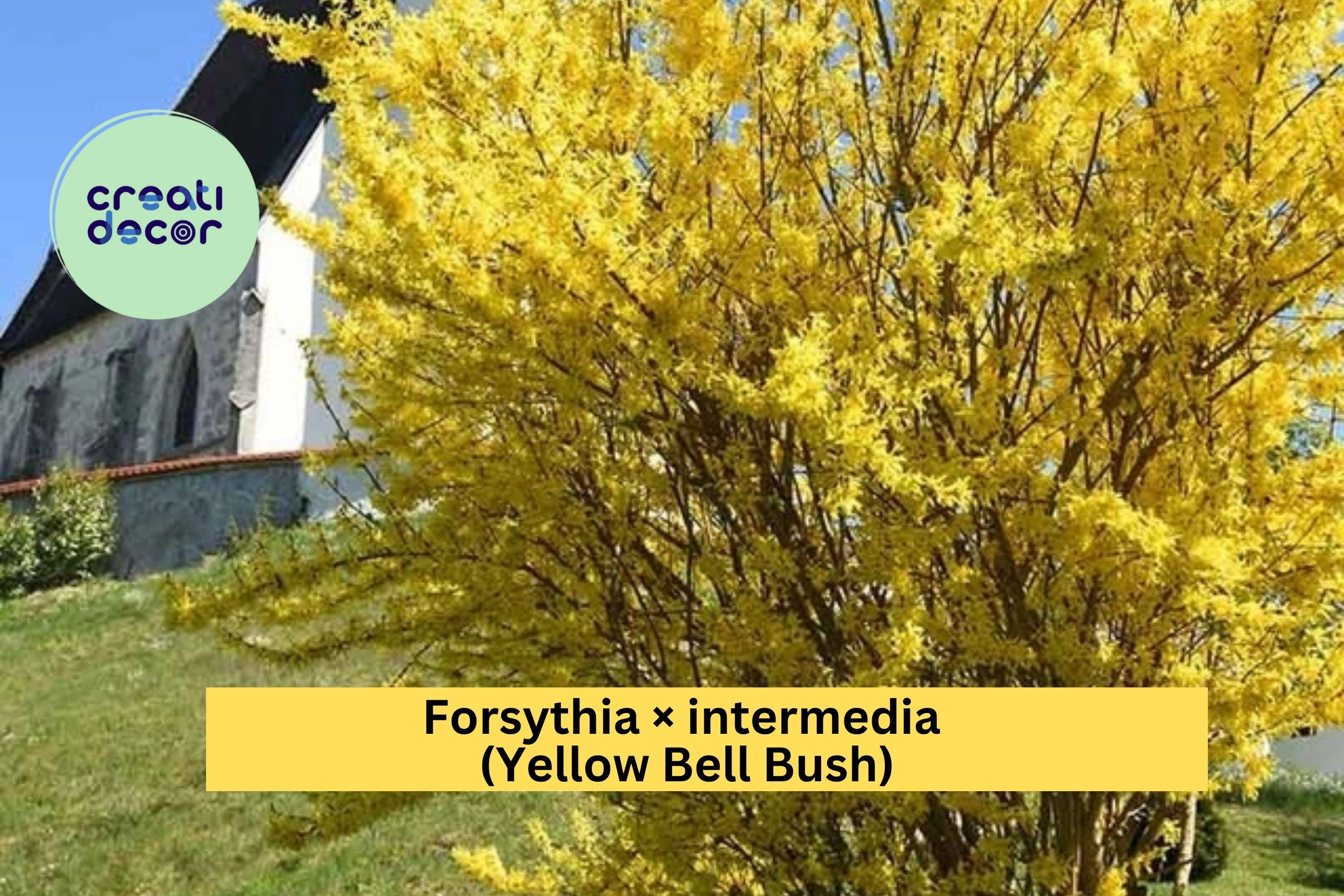 Golden Forsythia – Forsythia × intermedia – 18–24" Tall Bare Root Live Yellow Bell Bush, Early Spring Flowering Shrub