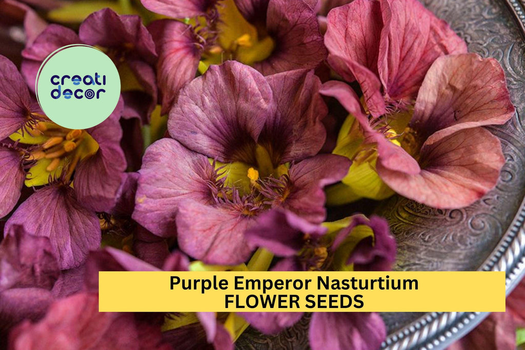 Purple Emperor Nasturtium Seeds – 50+ Dusky Rose Blooms – Trailing Annual for Ground Cover, Hanging Baskets & Containers – USA
