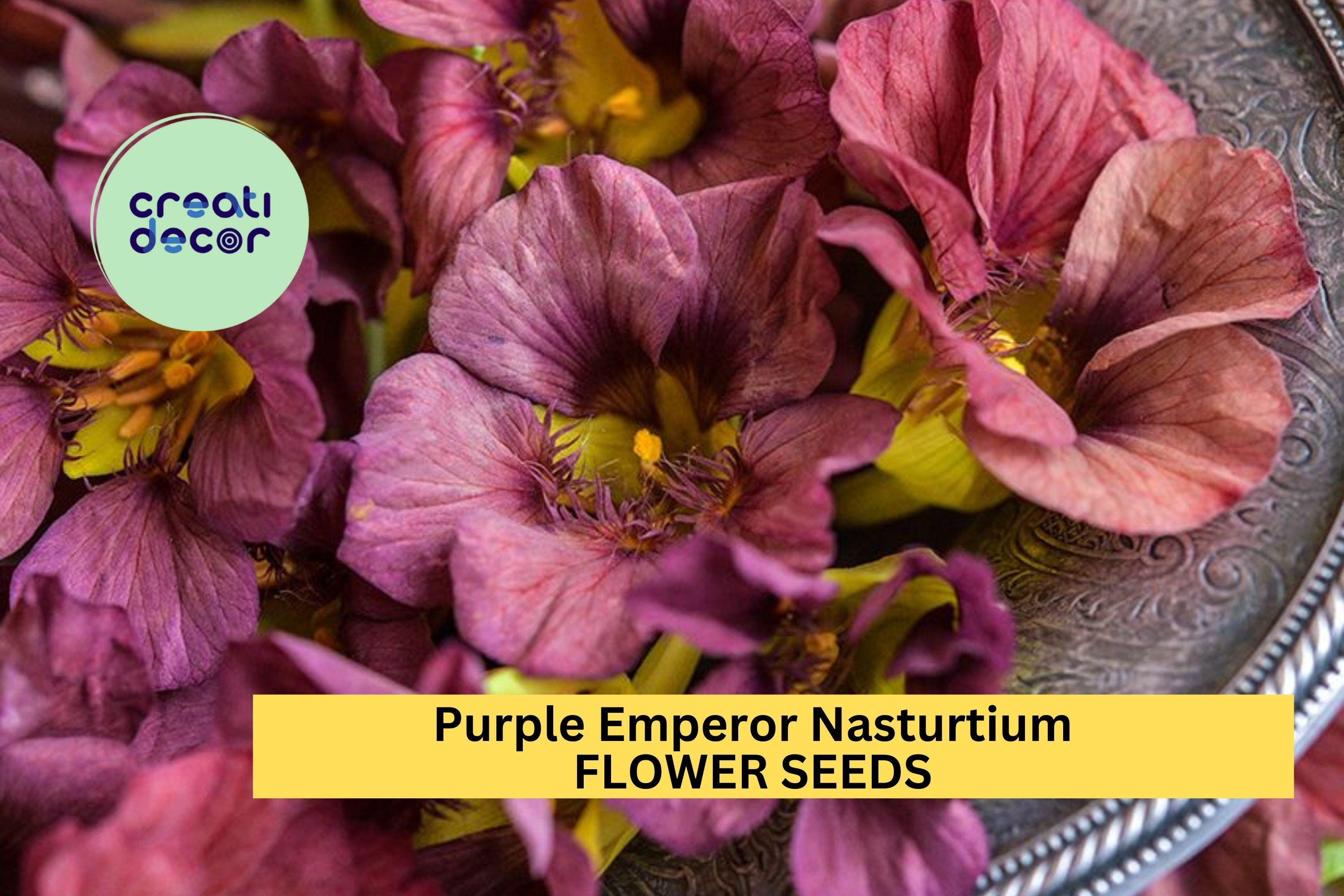 Purple Emperor Nasturtium Seeds – 50+ Dusky Rose Blooms – Trailing Annual for Ground Cover, Hanging Baskets & Containers – USA
