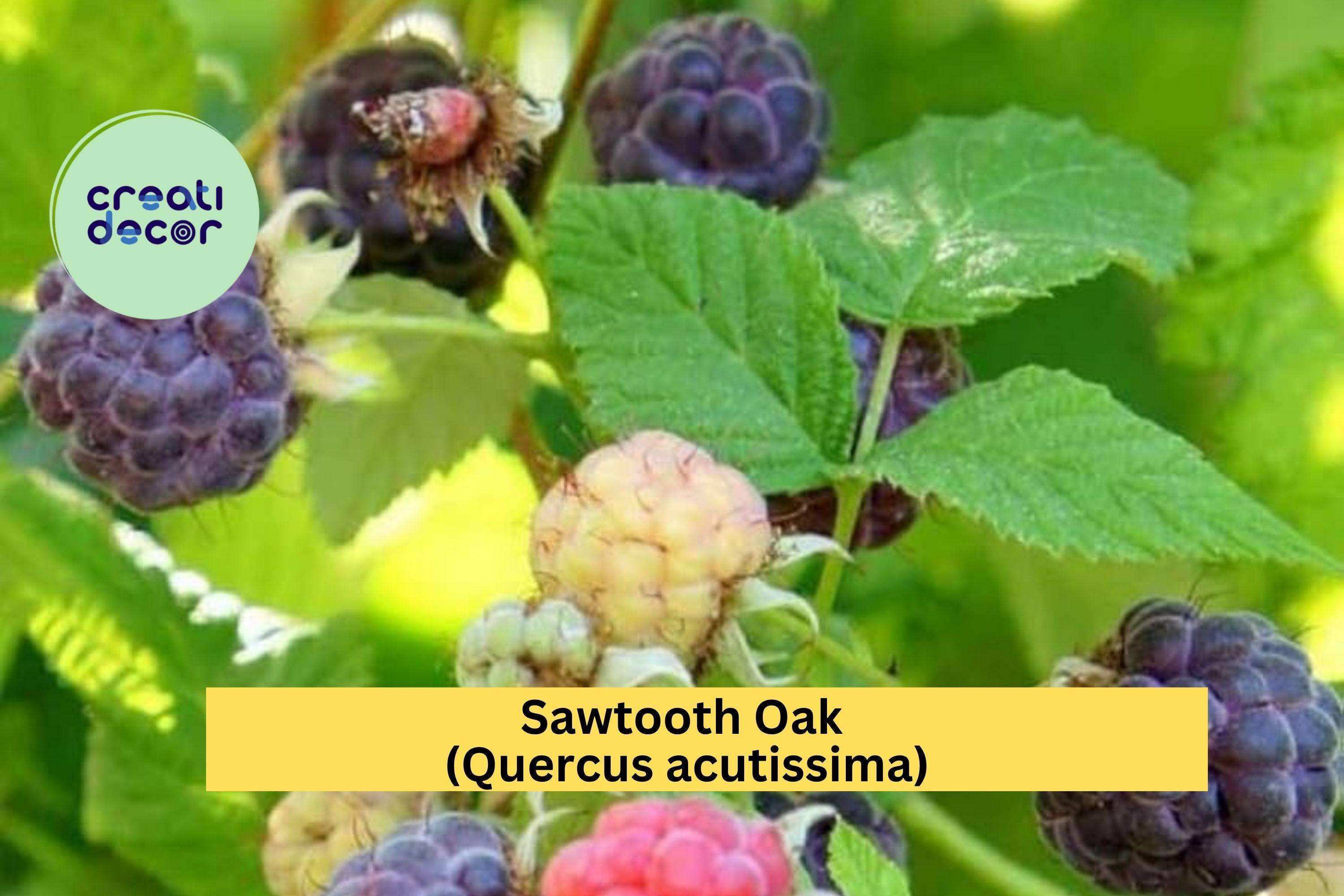 Glencoe Thornless Raspberry – 2 Live Plants – Rubus idaeus ‘Glencoe’ Hybrid, Sweet Purple Fruit Garden Perennial