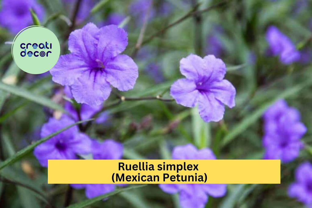 Mexican Petunia Roots – Ruellia simplex – 6 Flowering Rhizome Cuttings, Hardy Perennial for Garden Borders and Butterfly Habitat