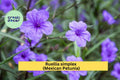 Mexican Petunia Roots – Ruellia simplex – 6 Flowering Rhizome Cuttings, Hardy Perennial for Garden Borders and Butterfly Habitat