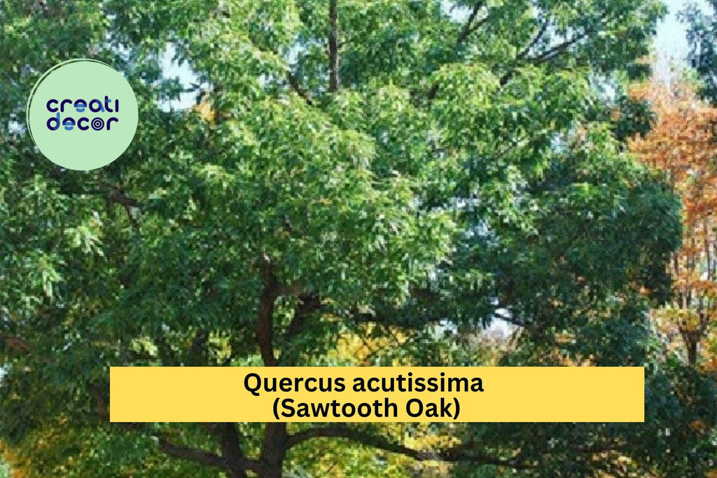 Sawtooth Oak Tree – Quercus acutissima – 1-Year Well Rooted Live Plant 13"+ Tall, Hardy Shade Tree for Landscape or Wildlife Habitat