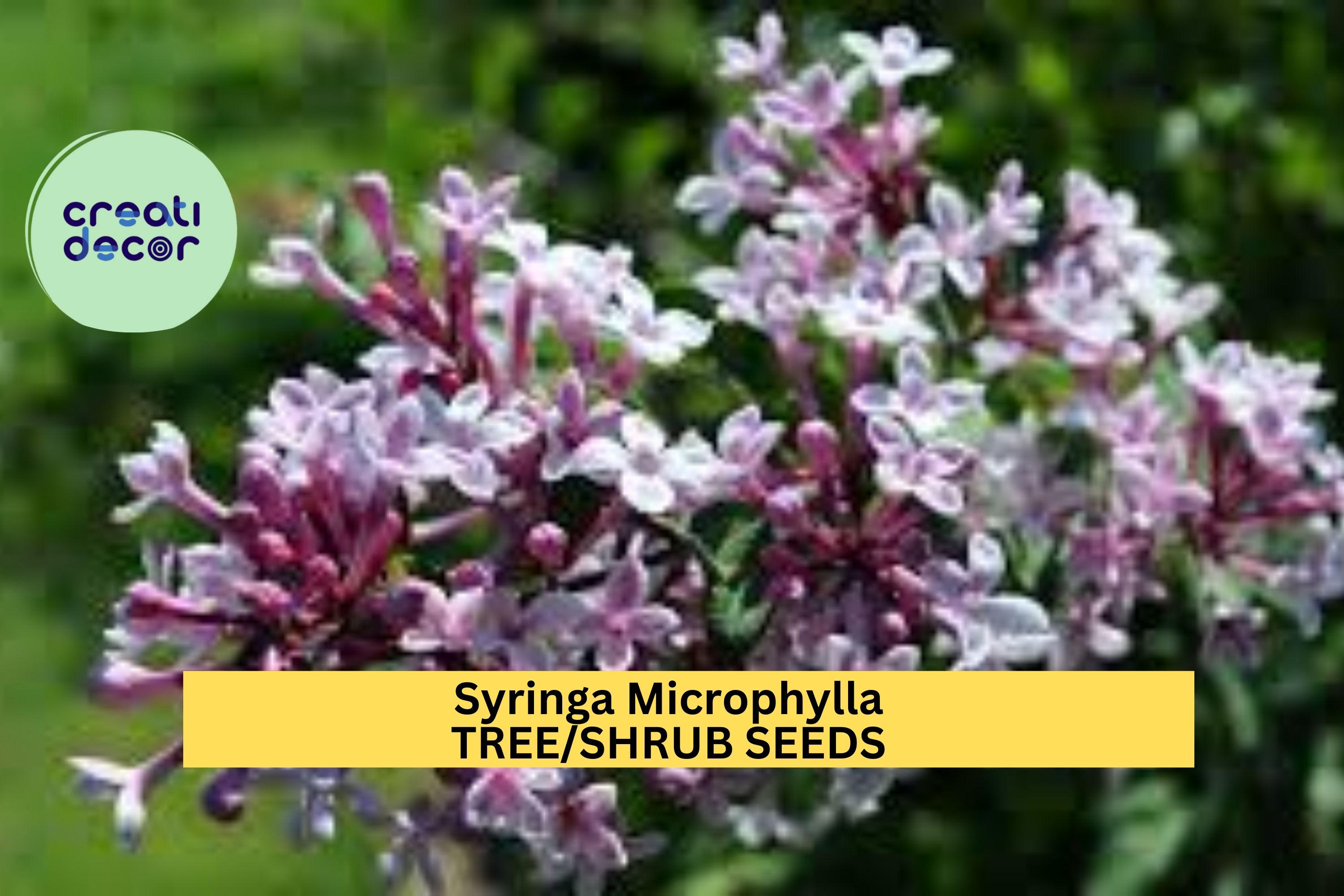3pcs of 10seeds Syringa Microphylla Seeds – Fragrant Pink Lilac Shrub Seeds for Planting in Sunny Garden Borders Seeds for Planting