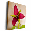 3dRose Red trillium, Jamaica State Park Vermont - US46... - Museum Grade Canvas Wrap (cw_95010)