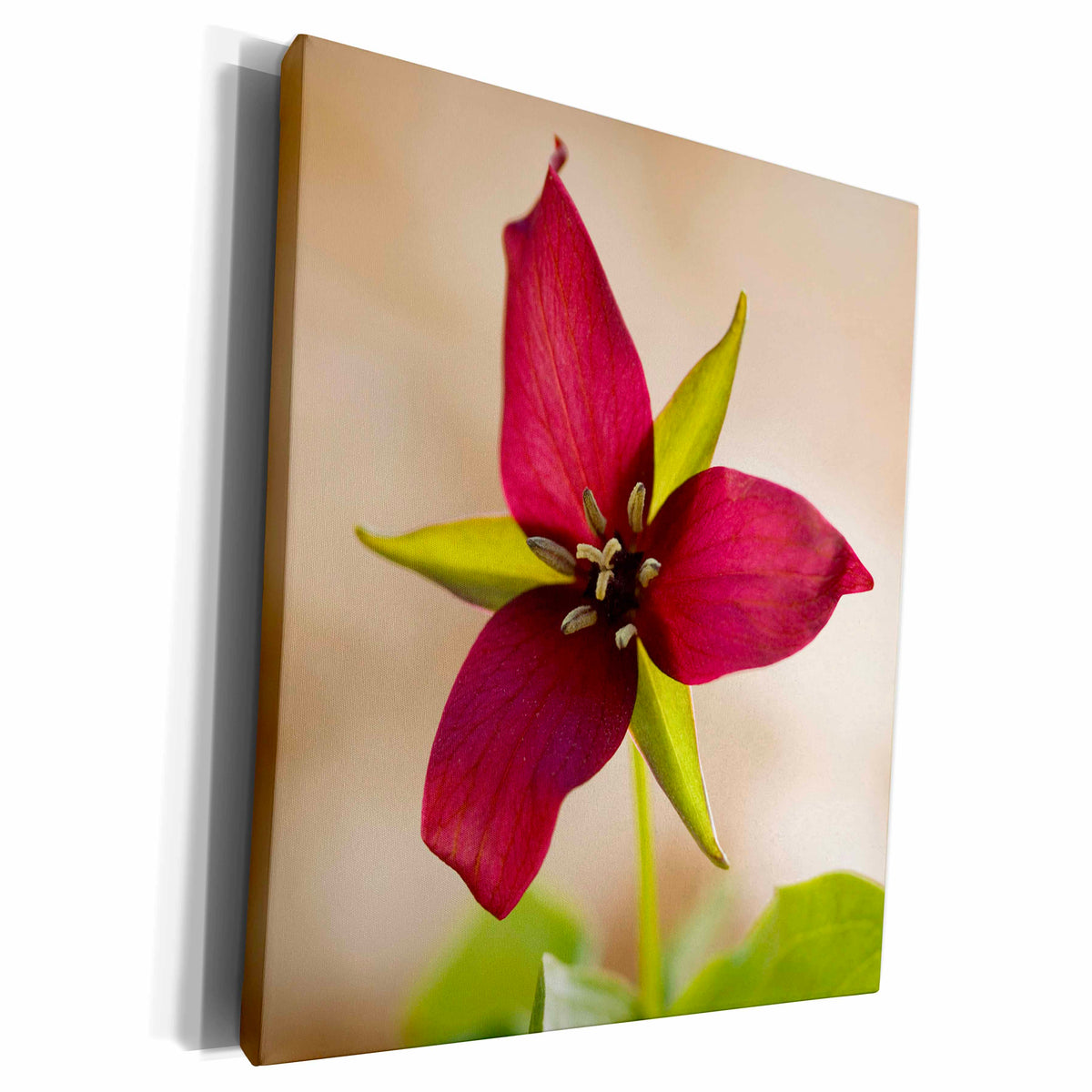 3dRose Red trillium, Jamaica State Park Vermont - US46... - Museum Grade Canvas Wrap (cw_95010)