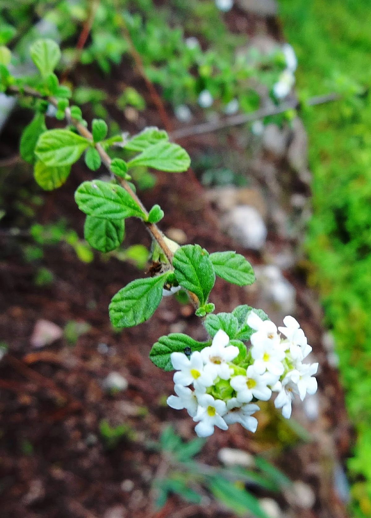 Jamaican Oregano (Lippia micromera)