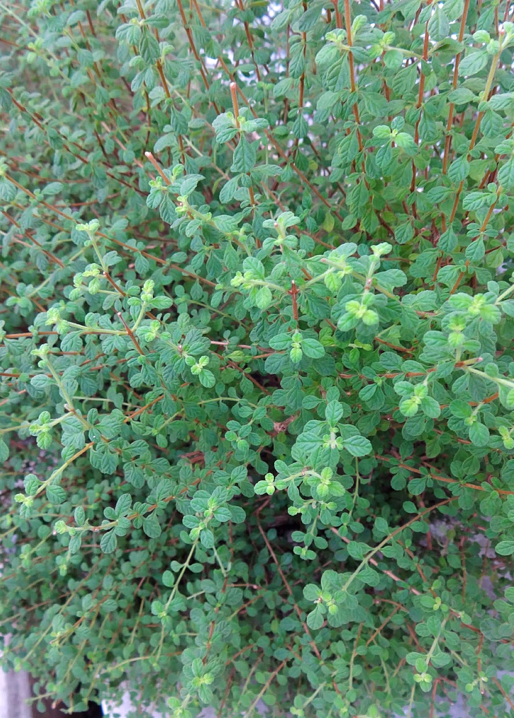Jamaican Oregano (Lippia micromera)