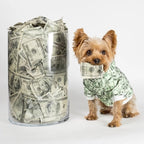 Money Print Dog Hoodie