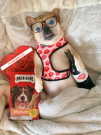Luxury Red Lips Breathable Mesh Harness Chest Back + Traction
