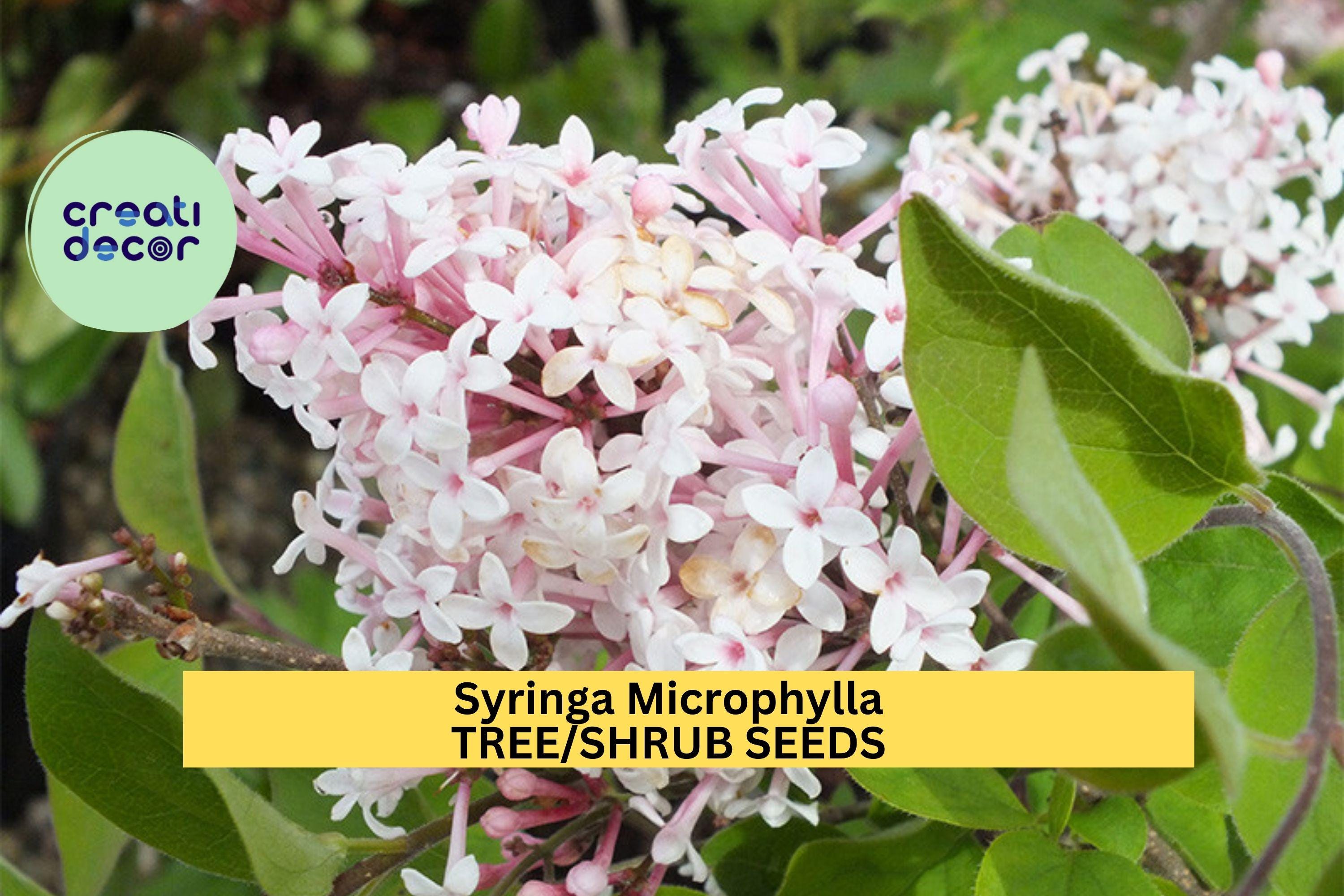 3pcs of 10seeds Syringa Microphylla Seeds – Fragrant Pink Lilac Shrub Seeds for Planting in Sunny Garden Borders Seeds for Planting