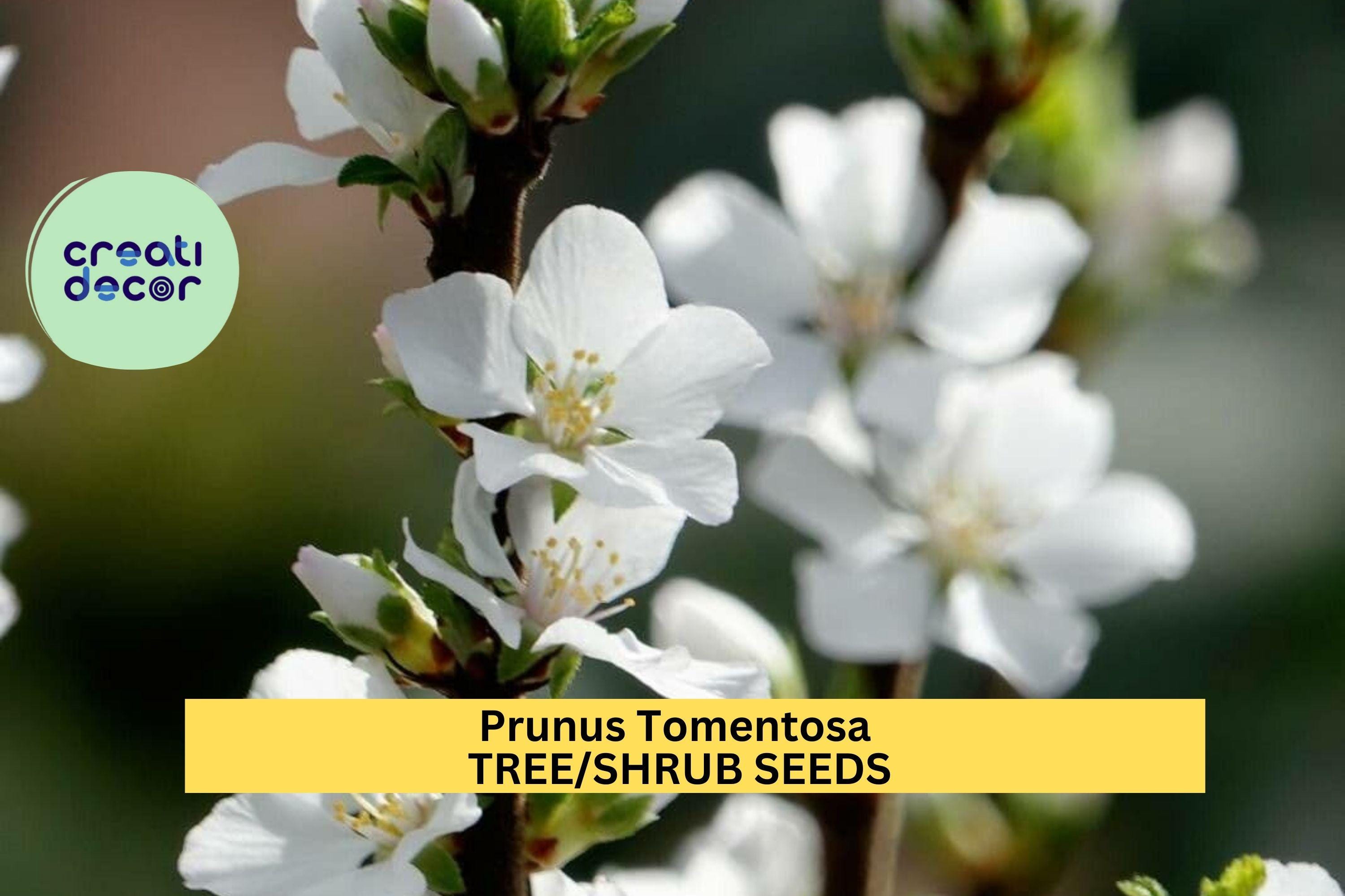 10seeds Prunus tomentosa – Nanking Cherry Shrub Seeds for Edible Hedges, Flowering Borders, or Wildlife Gardens Seeds for Planting