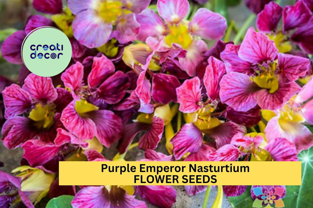 Purple Emperor Nasturtium Seeds – 50+ Dusky Rose Blooms – Trailing Annual for Ground Cover, Hanging Baskets & Containers – USA