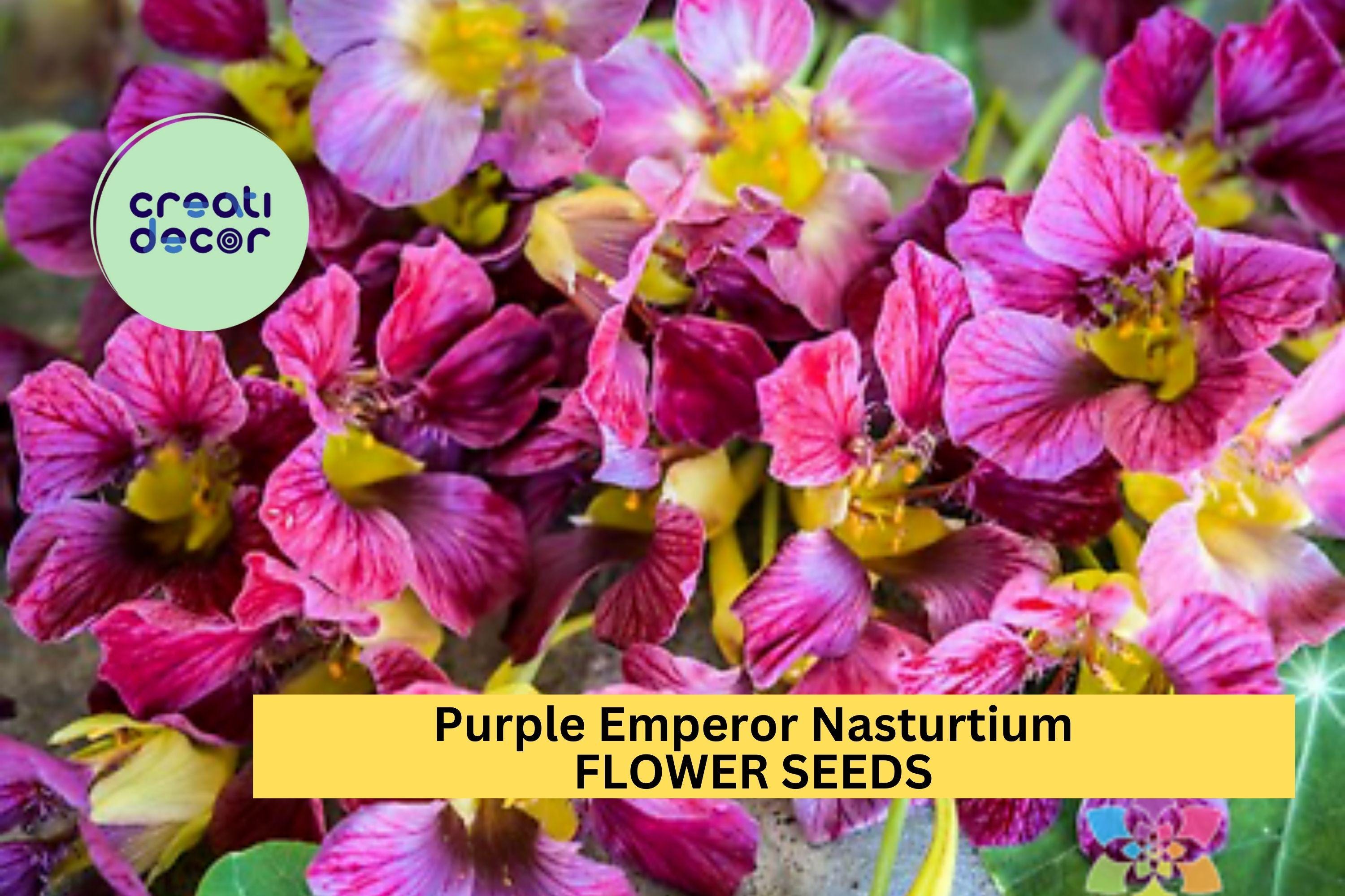 Purple Emperor Nasturtium Seeds – 50+ Dusky Rose Blooms – Trailing Annual for Ground Cover, Hanging Baskets & Containers – USA