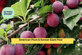 American Plum & Korean Giant Pear – 10 Fresh Cuttings (5 Each) for Grafting or Rooting – Hardy Fruit Tree Scions, Non-GMO