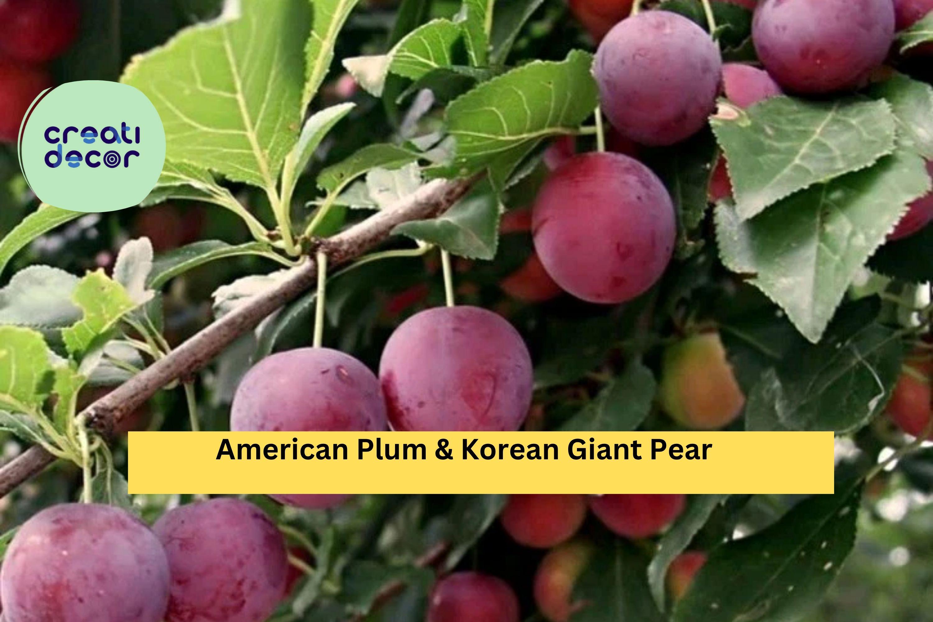 American Plum & Korean Giant Pear – 10 Fresh Cuttings (5 Each) for Grafting or Rooting – Hardy Fruit Tree Scions, Non-GMO