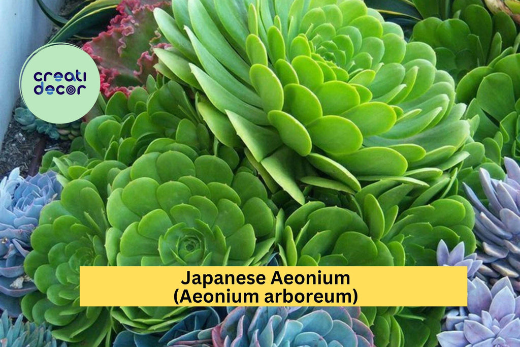 Aeonium arboreum Cutting – Rare Japanese Green Succulent – Unrooted Live Cactus-Like Plant for Indoor or Outdoor Container Decor