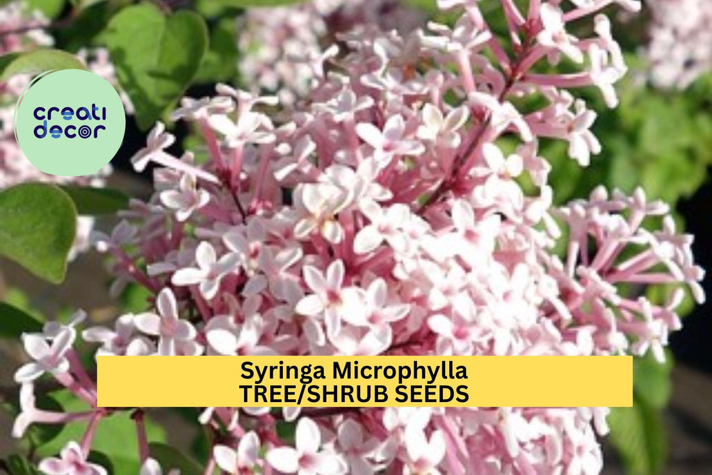3pcs of 10seeds Syringa Microphylla Seeds – Fragrant Pink Lilac Shrub Seeds for Planting in Sunny Garden Borders Seeds for Planting
