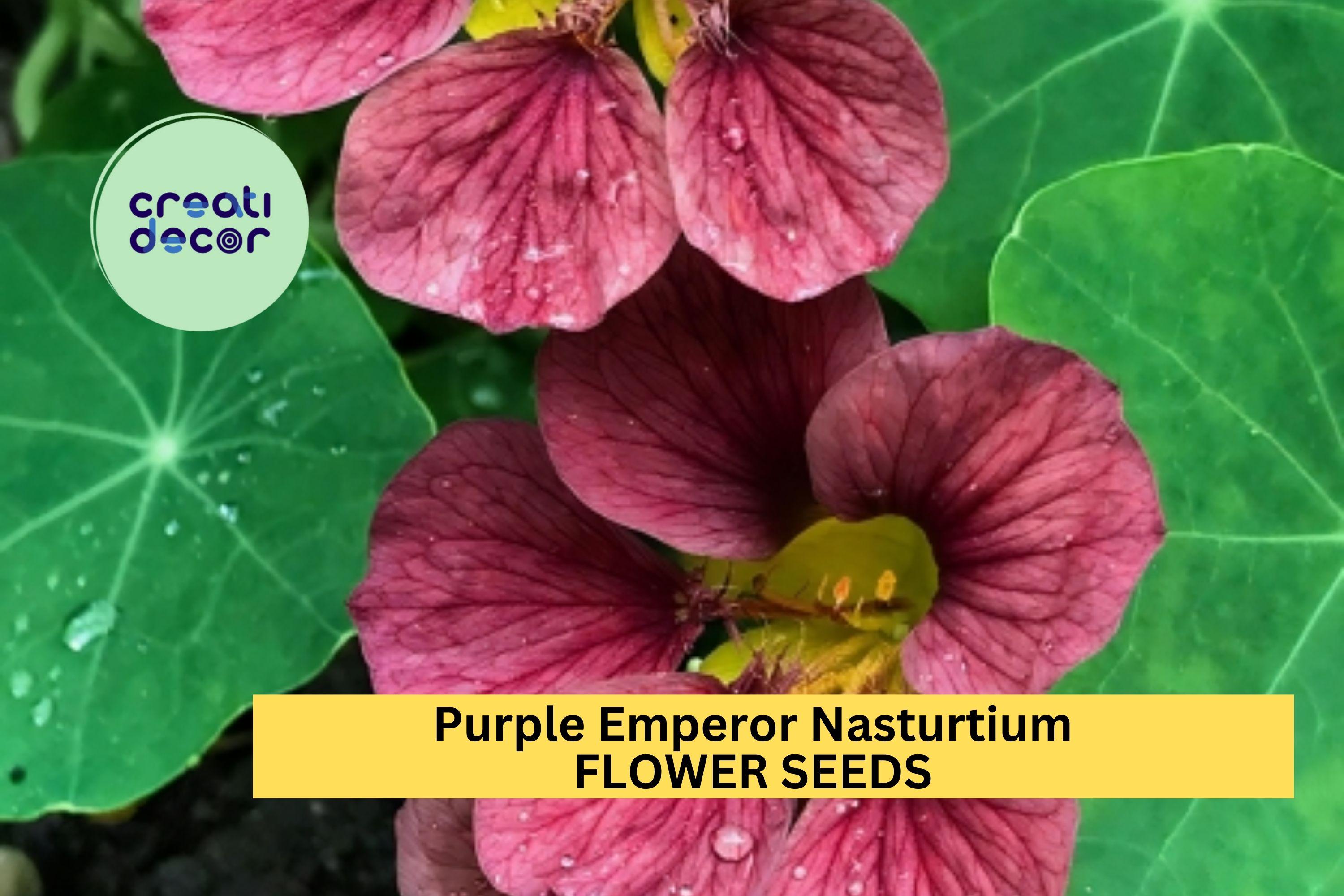 Purple Emperor Nasturtium Seeds – 50+ Dusky Rose Blooms – Trailing Annual for Ground Cover, Hanging Baskets & Containers – USA