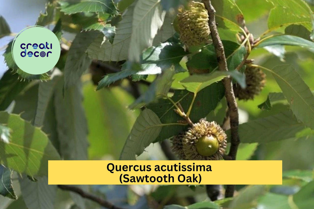 Sawtooth Oak Tree – Quercus acutissima – 1-Year Well Rooted Live Plant 13"+ Tall, Hardy Shade Tree for Landscape or Wildlife Habitat