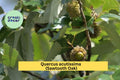 Sawtooth Oak Tree – Quercus acutissima – 1-Year Well Rooted Live Plant 13"+ Tall, Hardy Shade Tree for Landscape or Wildlife Habitat