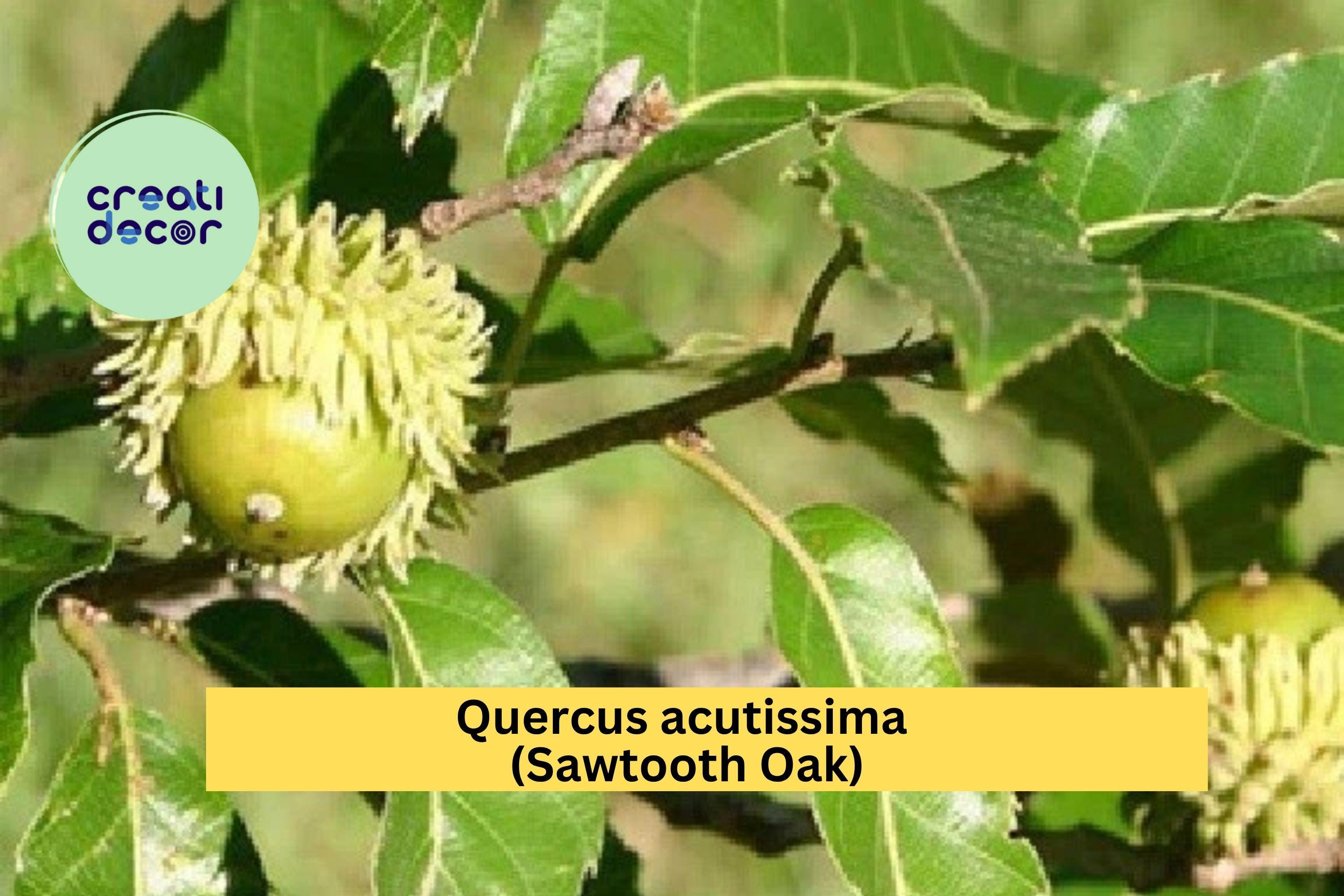 Sawtooth Oak Tree – Quercus acutissima – 1-Year Well Rooted Live Plant 13"+ Tall, Hardy Shade Tree for Landscape or Wildlife Habitat
