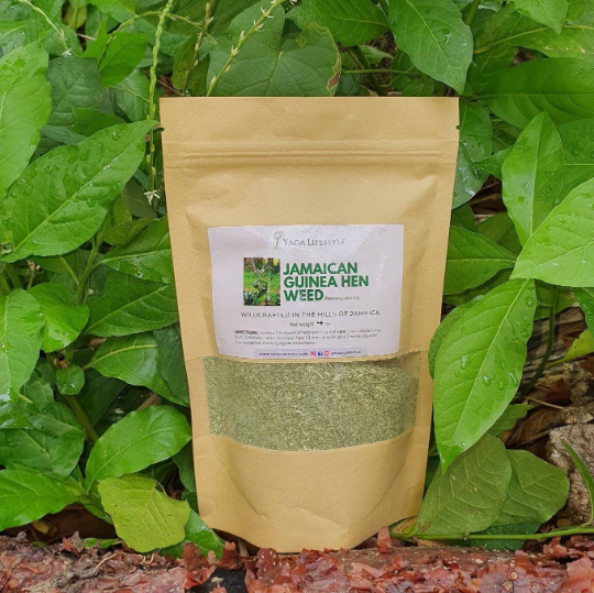Jamaican Guinea Hen Weed (Anamu)