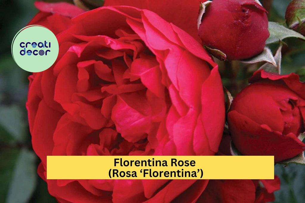 Florentina Rose Cuttings – 3 Unrooted Stems for Grafting or Rooting – Rosa ‘Florentina’ Climbing Rose, Rare Red Flower Variety