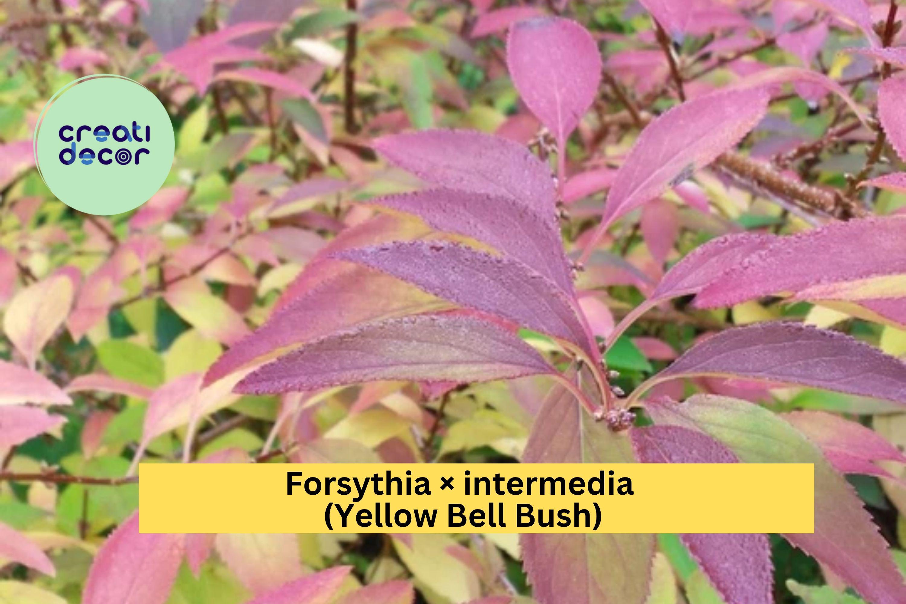 Golden Forsythia – Forsythia × intermedia – 18–24" Tall Bare Root Live Yellow Bell Bush, Early Spring Flowering Shrub