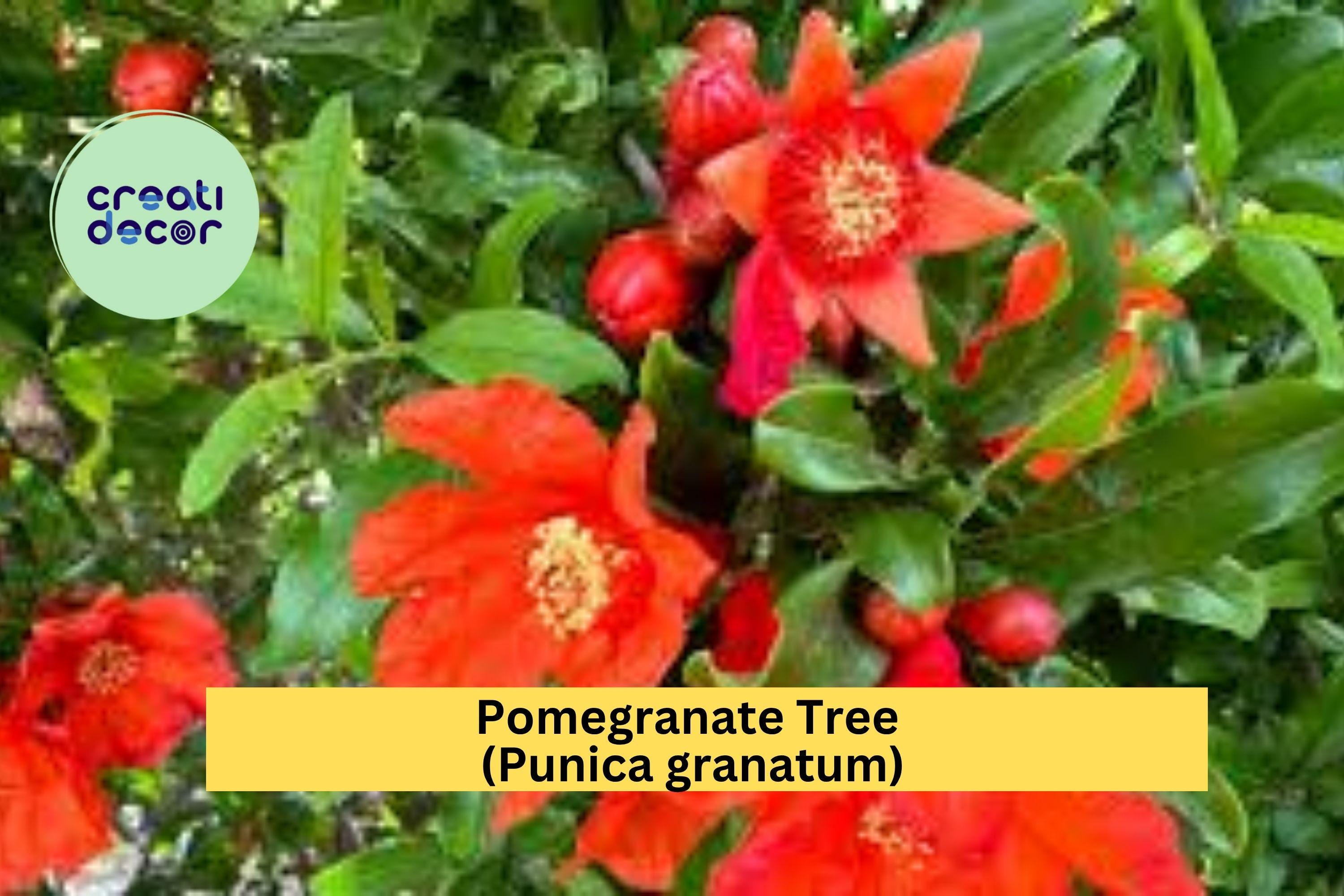 Pomegranate Tree – Punica granatum – Live Strong Rooted Plant for Patio or Garden, Hardy Fruiting Shrub with Bright Blooms