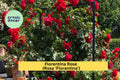 Florentina Rose Cuttings – 3 Unrooted Stems for Grafting or Rooting – Rosa ‘Florentina’ Climbing Rose, Rare Red Flower Variety