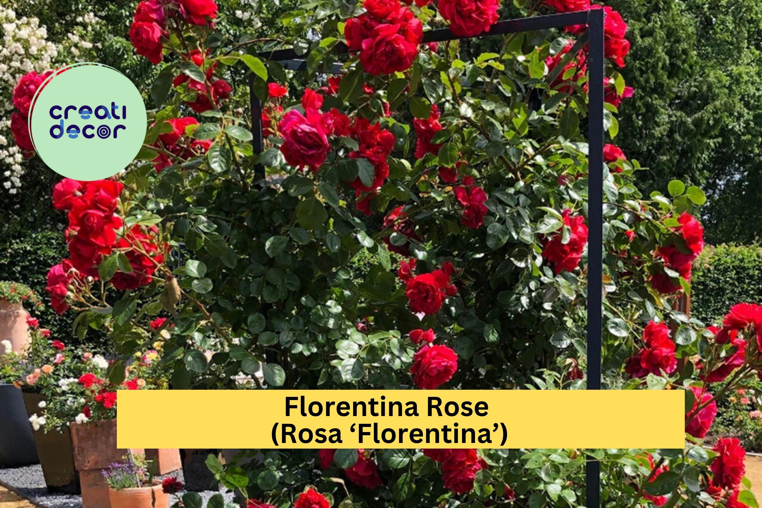 Florentina Rose Cuttings – 3 Unrooted Stems for Grafting or Rooting – Rosa ‘Florentina’ Climbing Rose, Rare Red Flower Variety