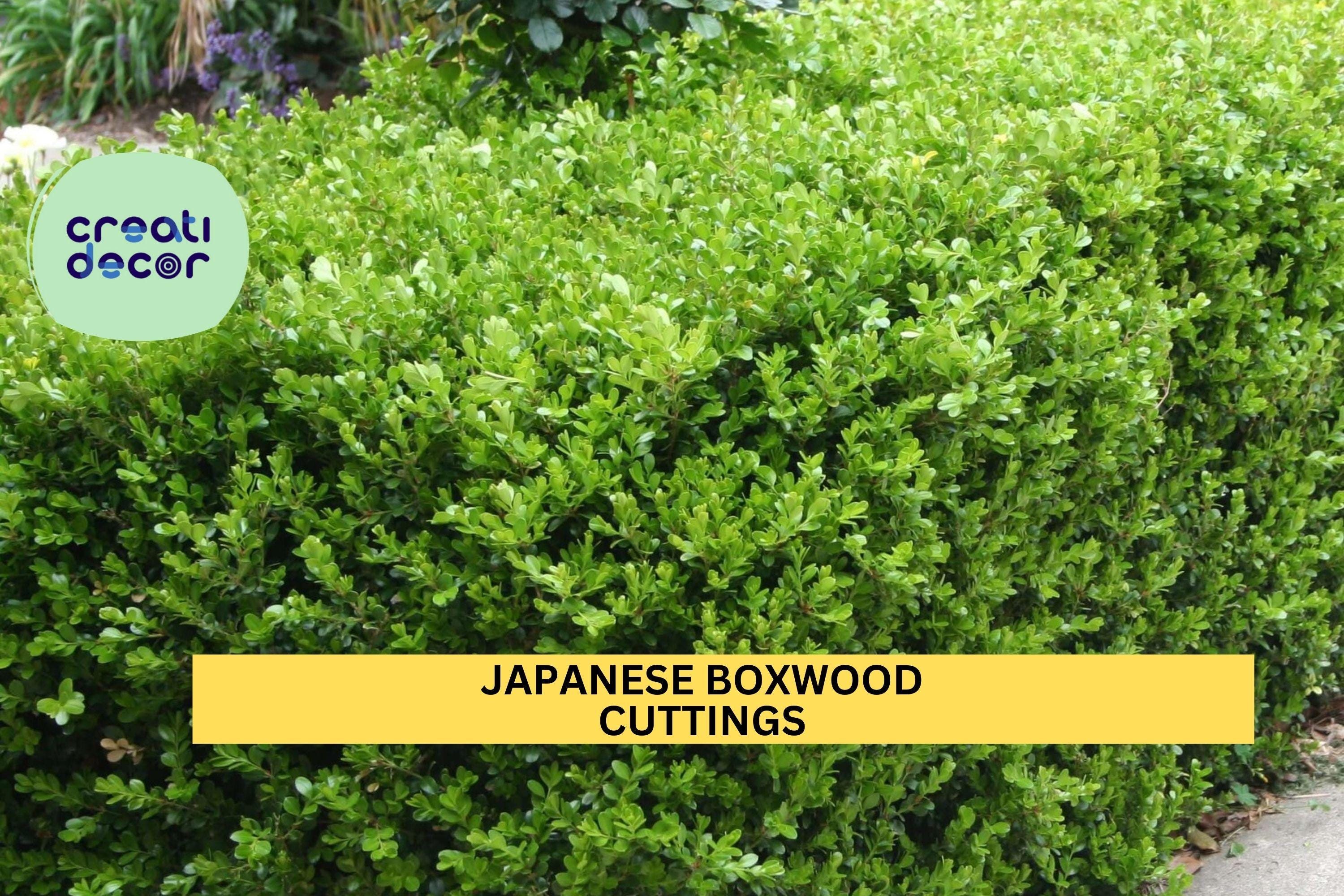12 Japanese Boxwood Cuttings | Unrooted Buxus Microphylla Stems | Shrub Hedge Starter | Evergreen Privacy Plant